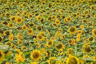 《刺客信条 起源》创意总监离职 工作17年之久